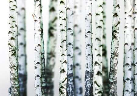 Birch TREES - For Wall