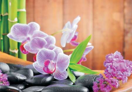 Orchid Zen - For Wall