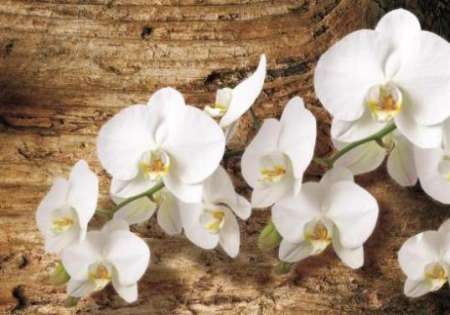 Orchid on Wood FW240 - For Wall