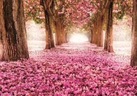 Pink Forest FW211 - For Wall