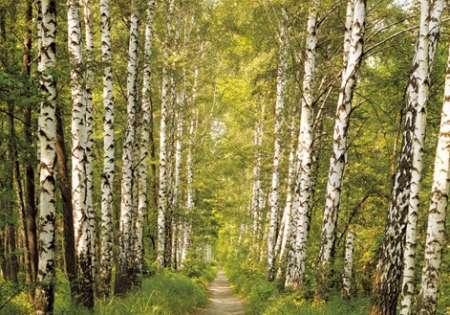 Pathway in Birch Forest - Komar