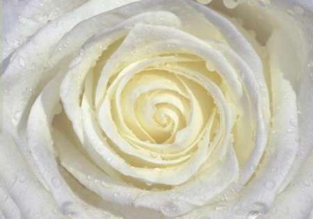 White Rose - For Wall