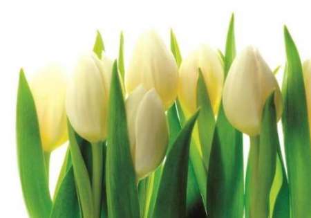 White Tulips - For Wall